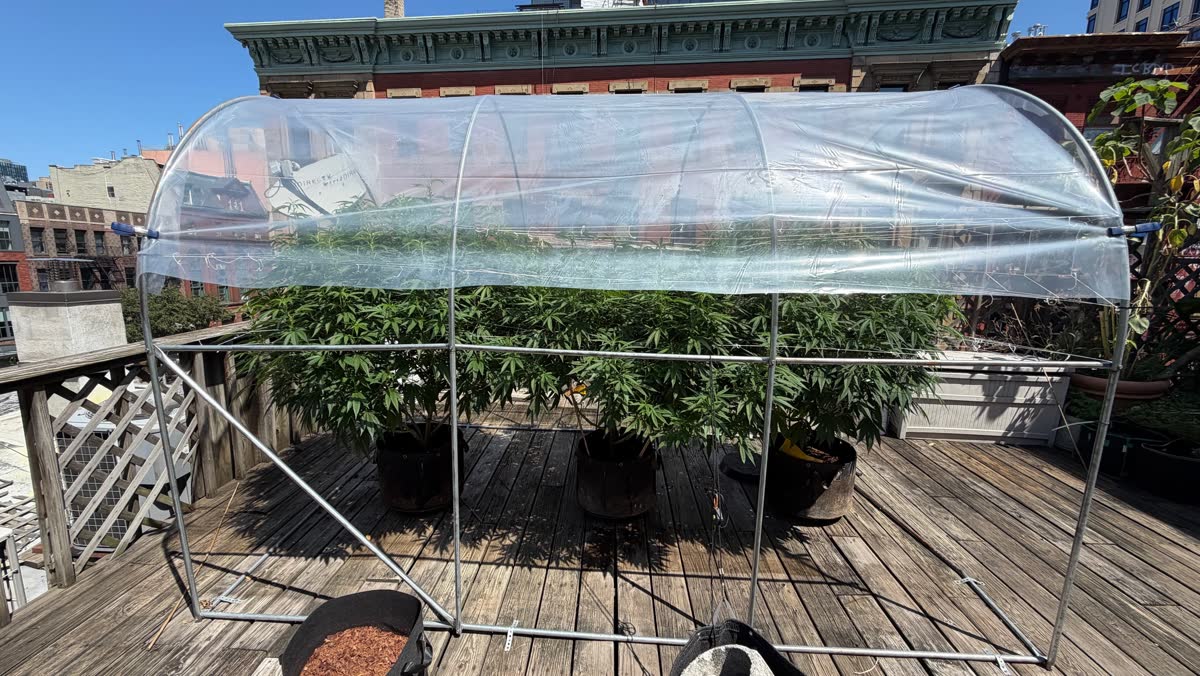 Cannabis plants growing under a clear hoop house on a downtown NYC rooftop deck