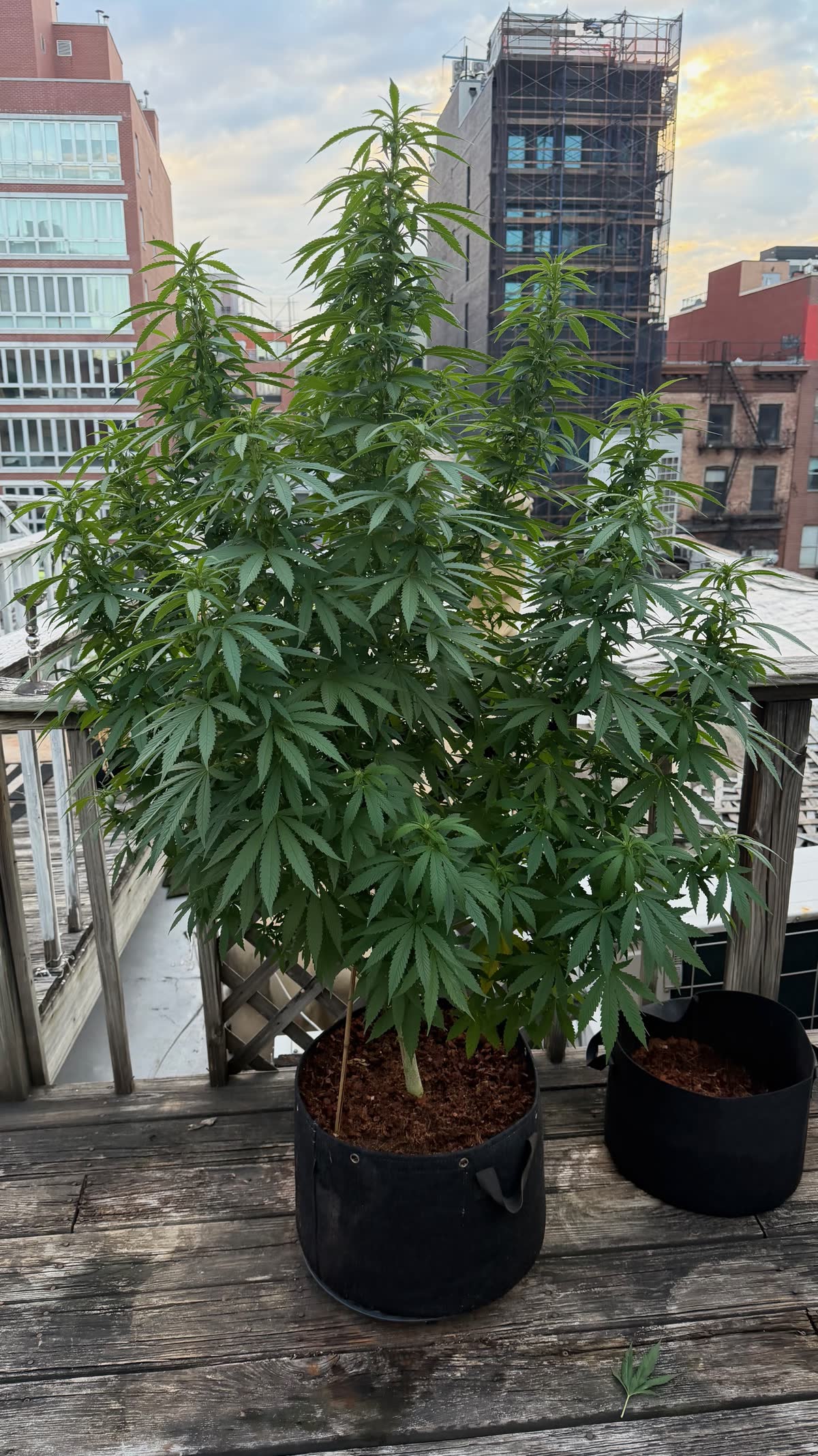 A tall, full cannabis plant in a fabric pot on a rooftop deck with city buildings behind it