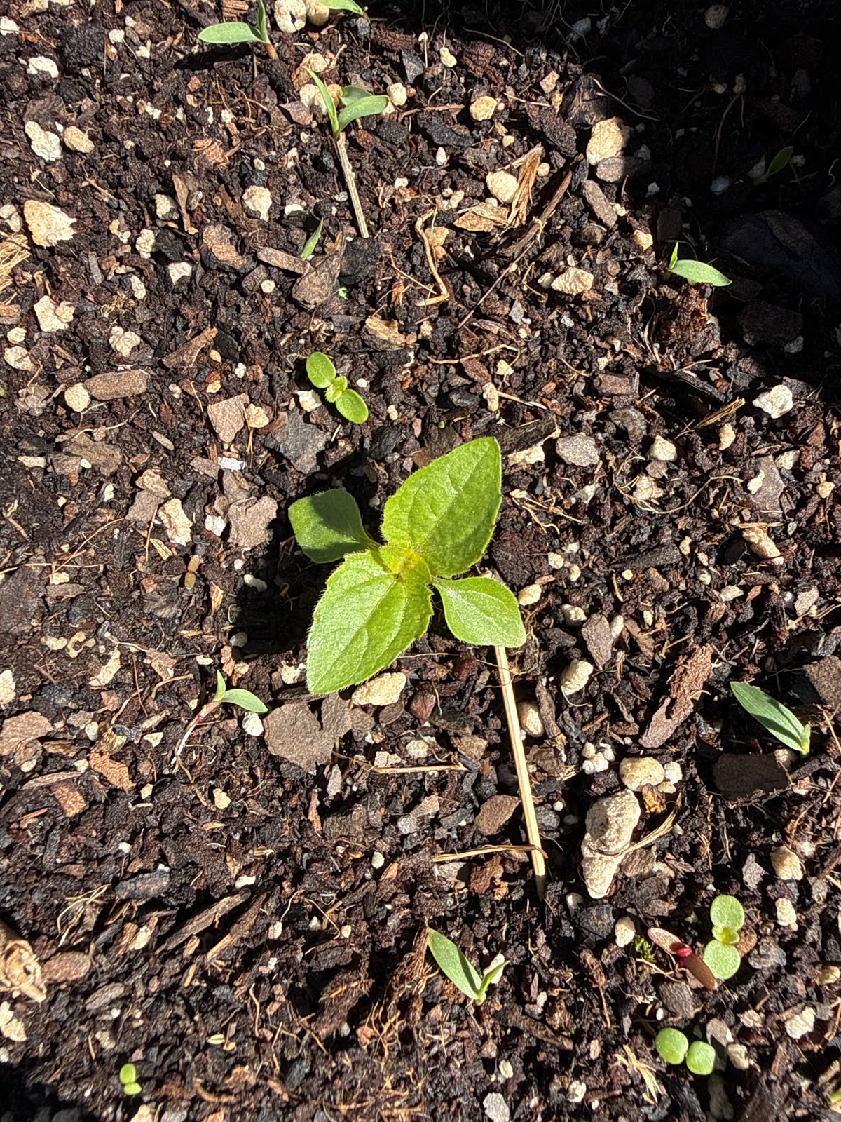 Young seedlings coming up in dark living soil