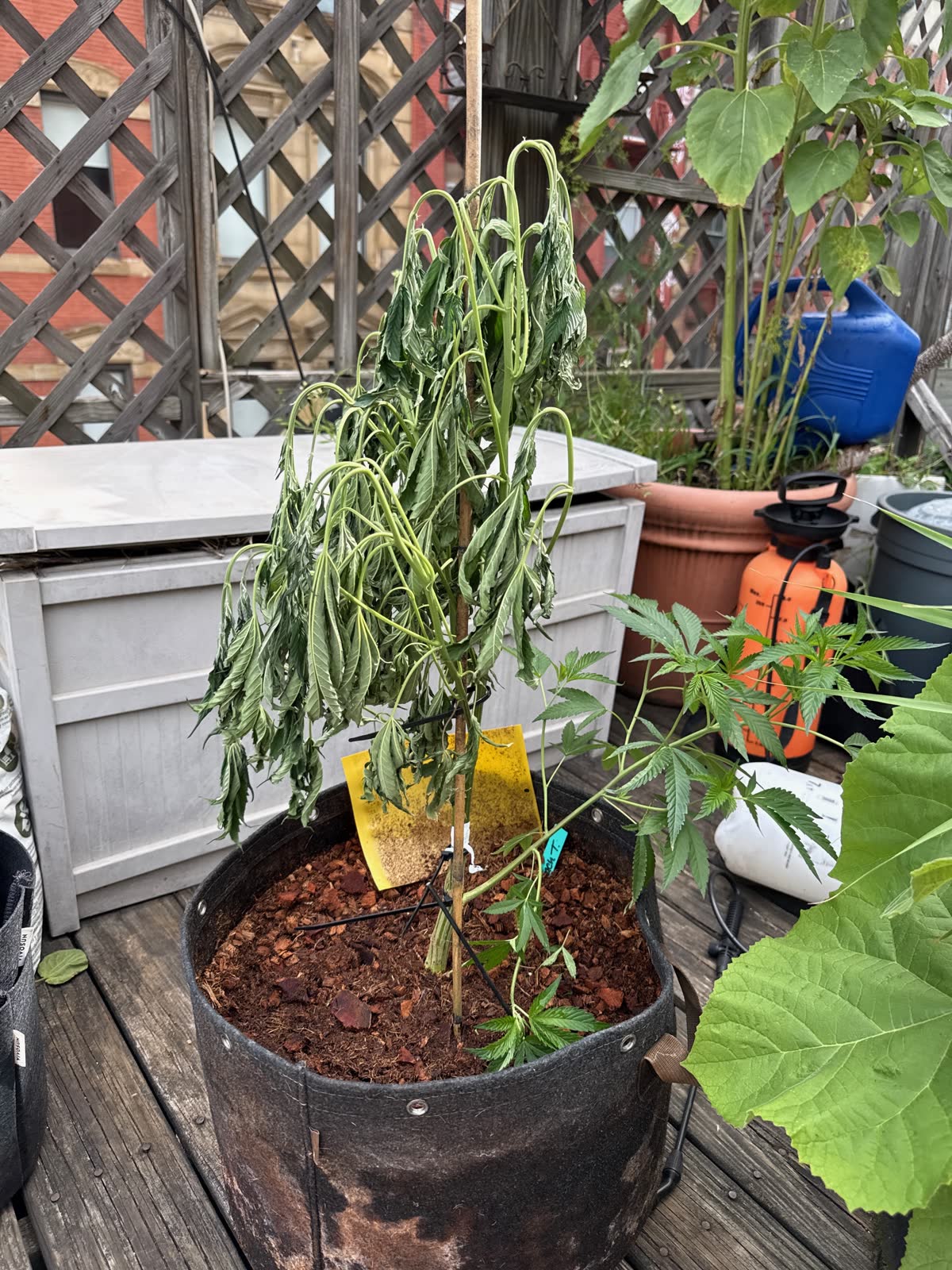 A drooping, struggling cannabis plant in a black fabric pot on a rooftop deck
