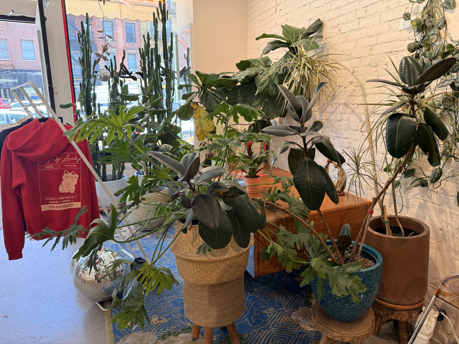 Corner of Mighty Lucky with large philodendron and rubber plants, branded merch hoodie hanging by the window